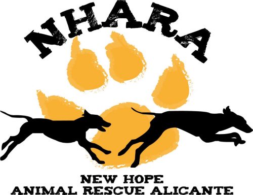 historia de este perrito que sigue en adopción