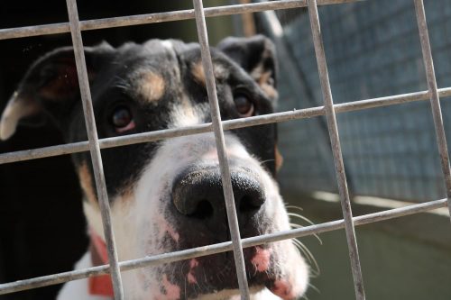 Bajan notablemente las adopciones en el refugio de paterna