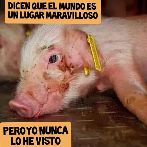 el horror antes de entrar al matadero