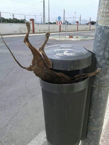 Concentración multitudinaria por los animales en Valencia