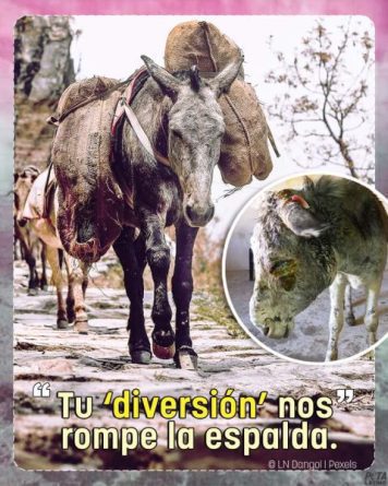CRUELDAD CONTRA LOS CABALLOS COMO EN LA EDAD MEDIA CRUELDAD CONTRA LOS CABALLOS COMO EN LA EDAD MEDIA