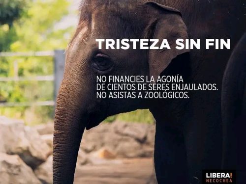 El Bioparc y todos los zoos son cárceles de inocentes