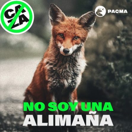 PACMA defiende a los zorros y quiere el fin de la caza