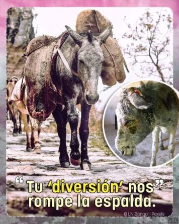 SACAREMOS LOS COLORES A LOS PARTIDOS POLÍTICOS DE ALFAFAR RESPONSABLES