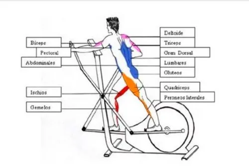 ¿qué músculos trabaja la bicicleta elíptica?