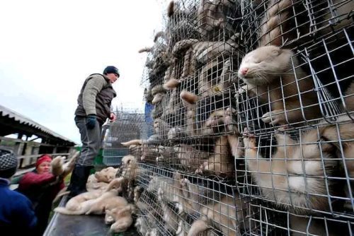 firmas contra la cruel industria peletera