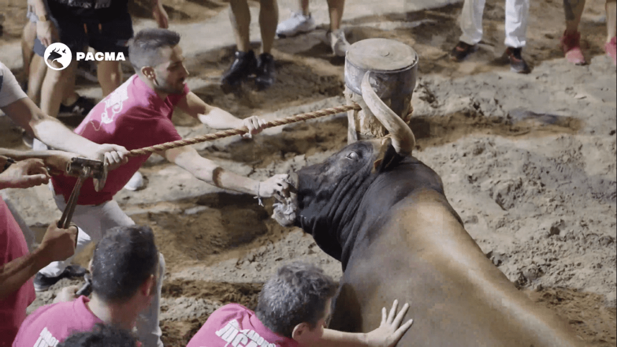 Un toro herido es embolado en una exhibición en el Grau de Castelló
