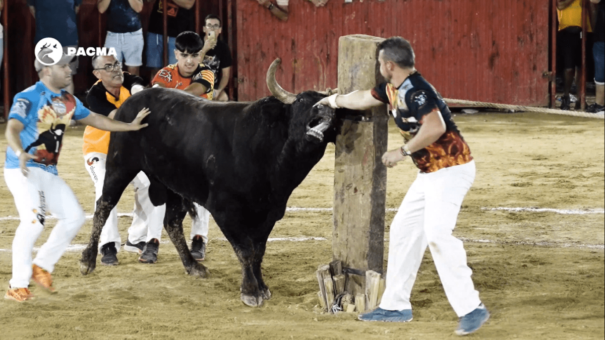 Un verano sin tregua para los animales: los lamentos de un toro embolado en Montserrat desatan la indignación en las redes sociales