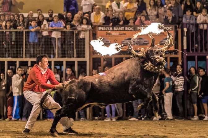 Verger deja de autorizar el toro embolado, pero debe hacer lo mismo con todo festejo