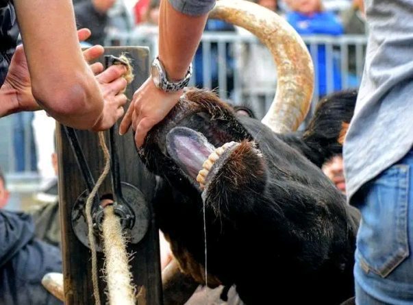 contra los espectáculos de maltrato animal