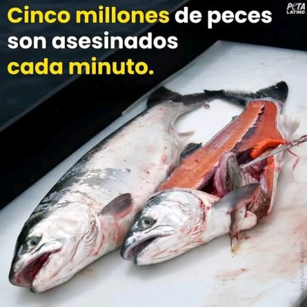 Dénia Animal Save muestra en Gandía lo que la industria pesquera no quiere que sepas