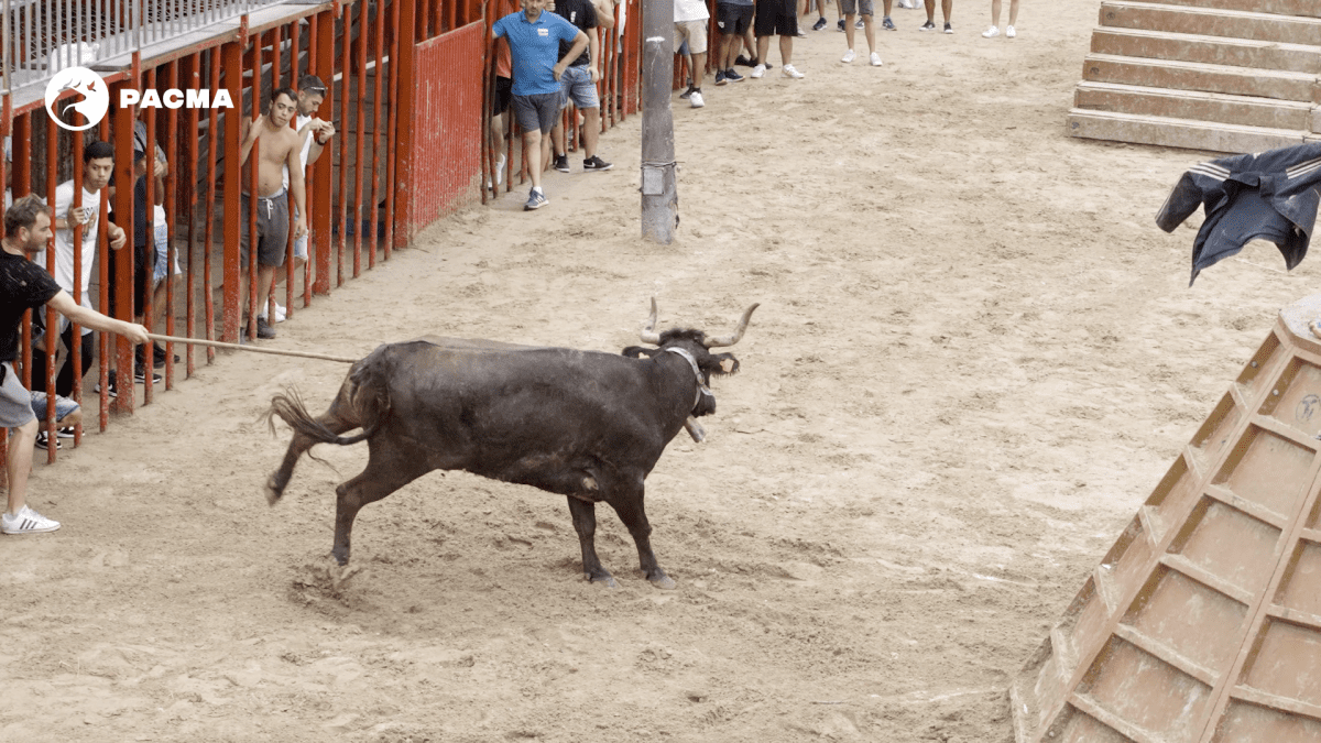 PACMA documenta la presencia de menores participando en los polémicos bous a la mar de Jávea