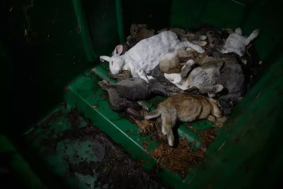 El infierno de los conejos para un momento de placer