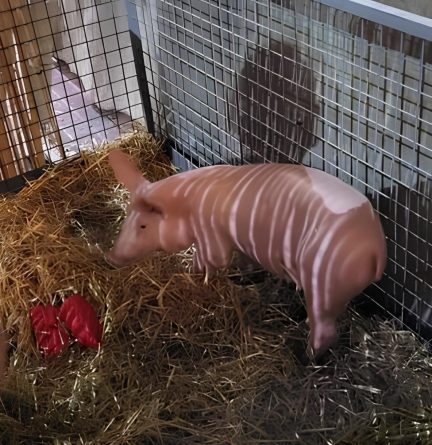 PACMA pide la cancelación de la subasta ilegal de un cerdo vivo en Zarra
