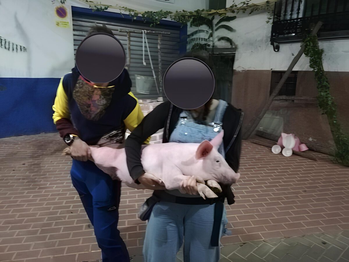 PACMA pide la cancelación de la subasta ilegal de un cerdo vivo en Zarra