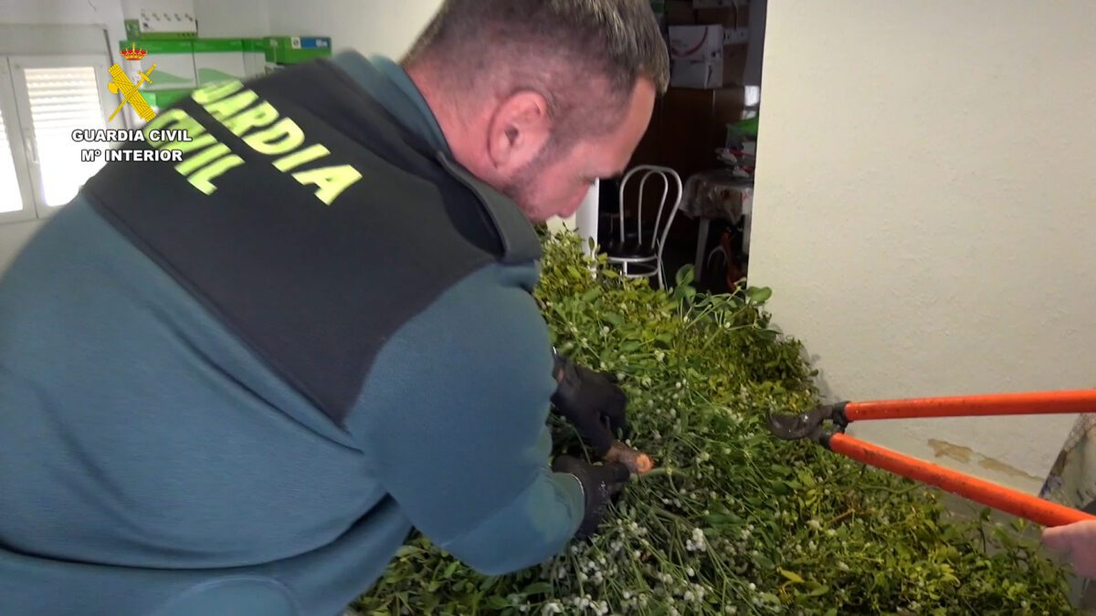 La Guardia Civil incauta 300 kg de muérdago que iba a ser comercializado con motivo de la campaña navideña