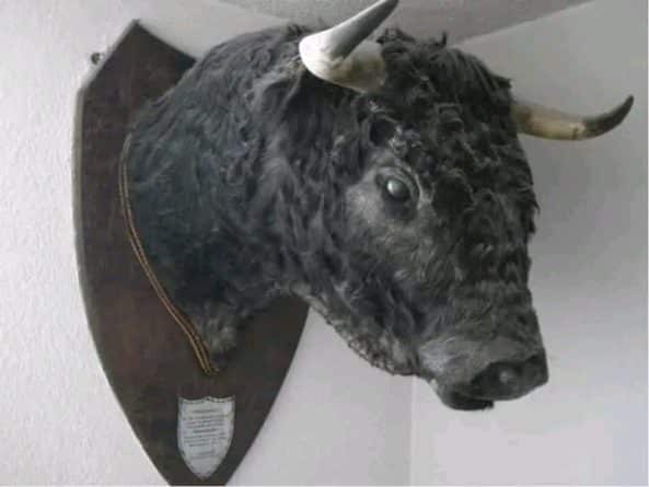 La plataforma antitaurina de Alfafar solicita al nuevo ministro de cultura valentía política