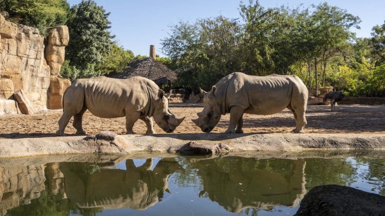 Muere el rinoceronte macho de BIOPARC Valencia