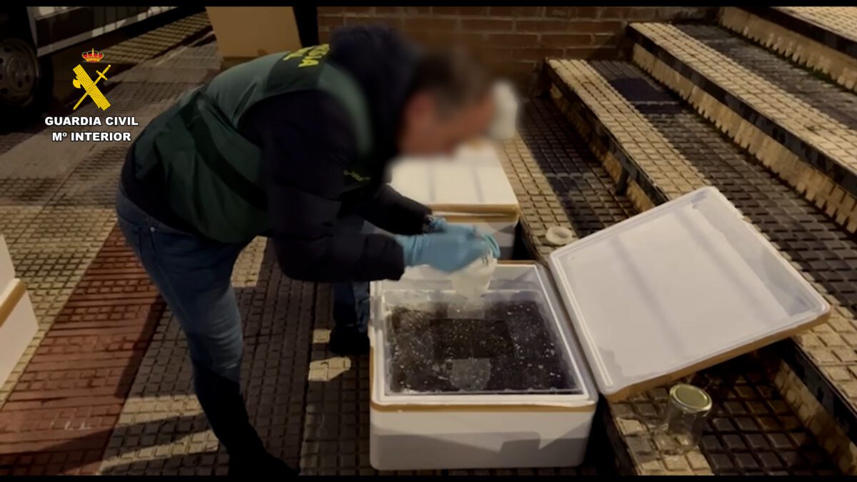 Detenido por tráfico y comercio ilegal de 170 kilos de angulas vivas en Guadalajara