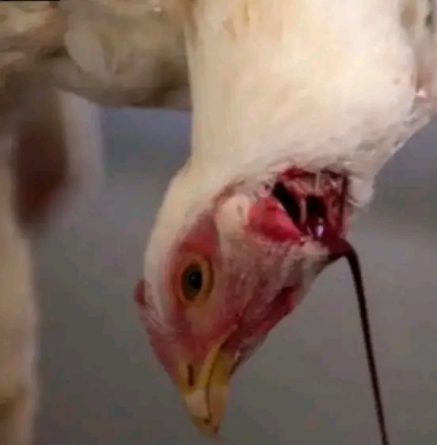 Día de los Derechos de los Animales no debe distinguir entre especies