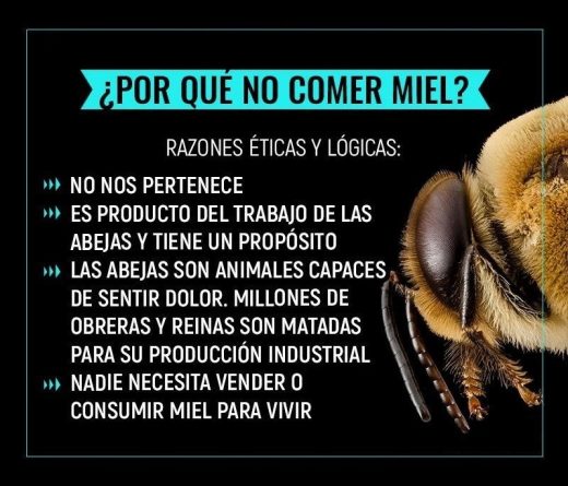 Esto se esconde tras la industria de la miel