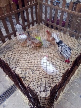 Alfafar sigue permitiendo animales en la feria 