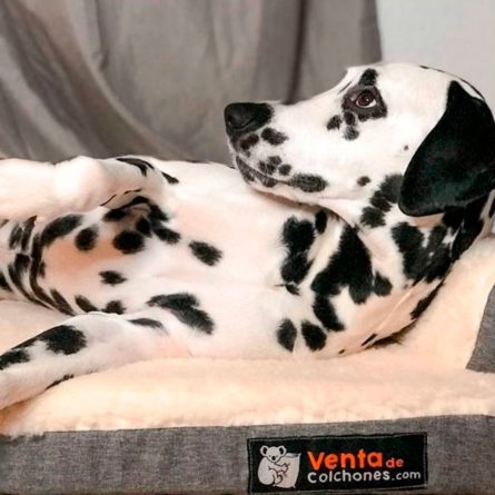El bienestar canino comienza por un buen sueño