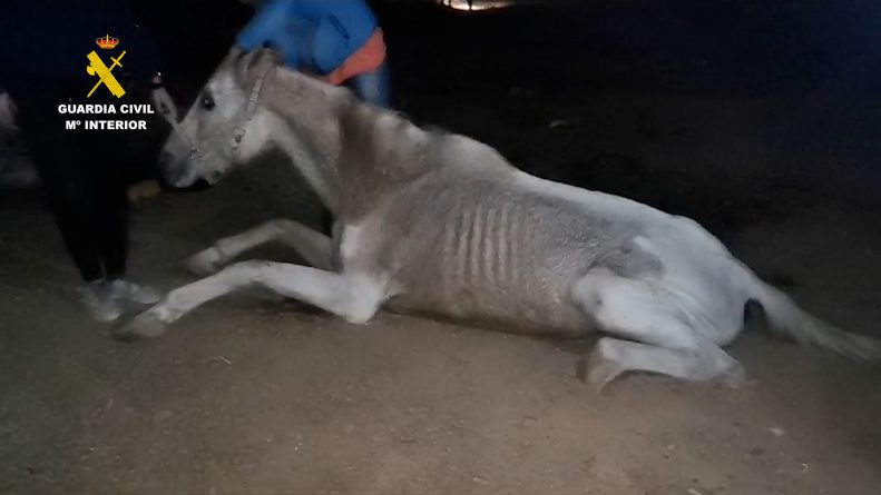 Detenida una persona por la muerte de un caballo en la isla de Gran Canaria