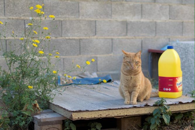 El refugio patrulla felina exige una solución urgente para los animales