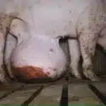 Juicio a la granja de los horrores vinculada al pozo