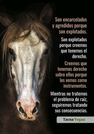 LAS CABALGATAS CON ANIMALES DEBEN DESAPARECER