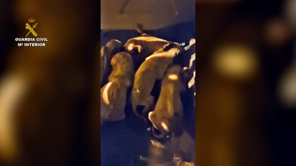 La Guardia Civil investiga a un hombre por abandonar a ocho cachorros en un contenedor en Valladolid