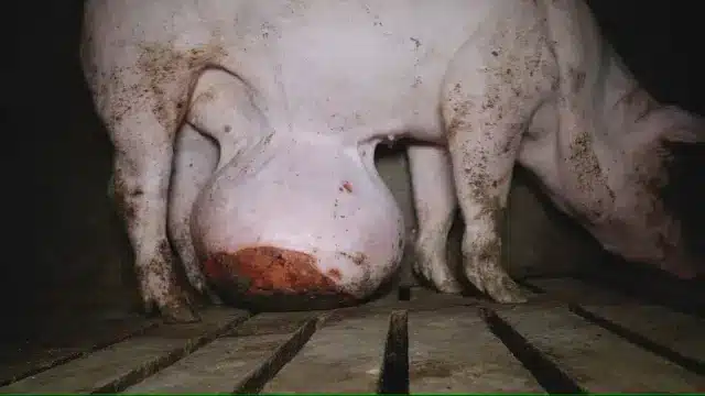 Sale el juicio por maltrato animal contra una granja vinculada al pozo