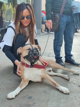 ley Británica de sacrificio perros Bully XL