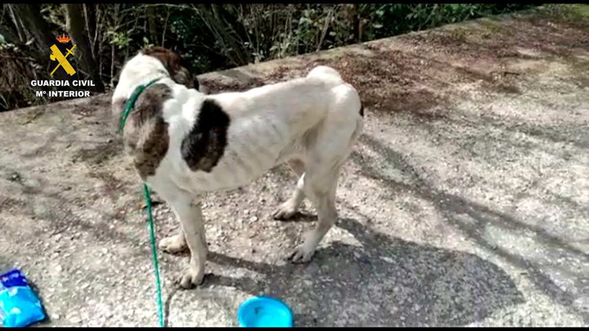 La Guardia Civil rescata a 111 animales en Málaga en una operación contra el maltrato y el abandono