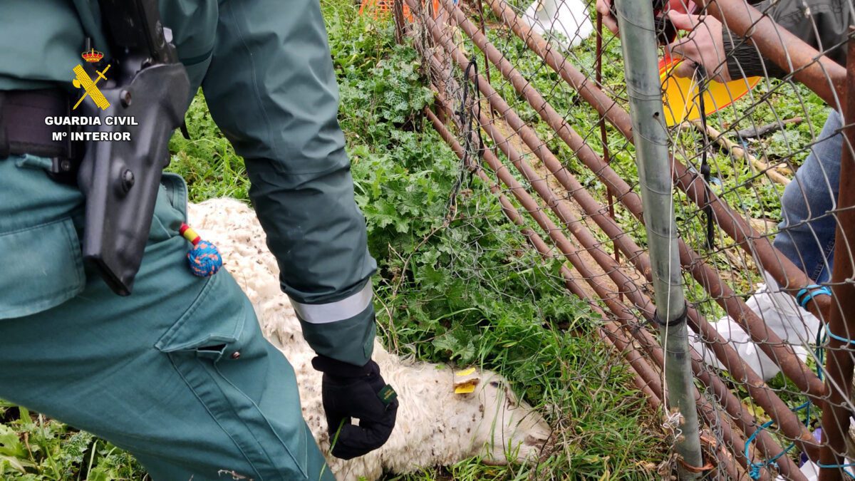 Investigado en Guadalajara el propietario de una explotación ganadera con multitud de animales muertos por falta de cuidado
