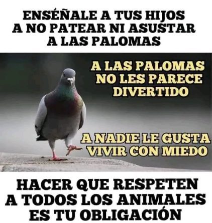 palomas merecen tu respeto palomas merecen tu respeto