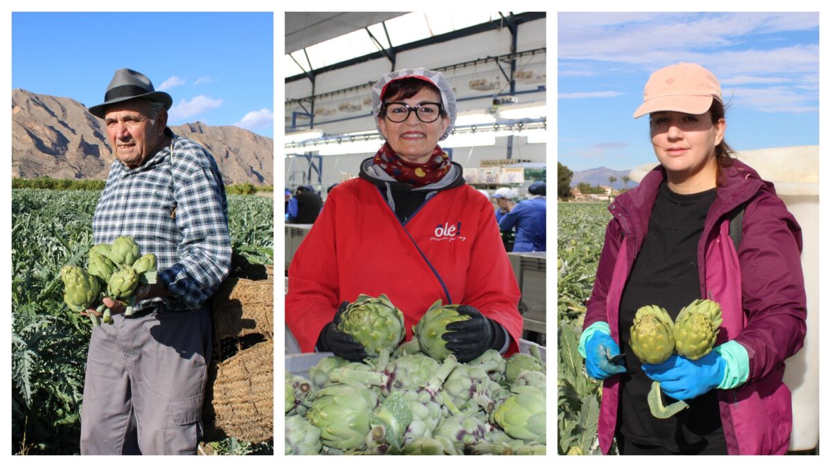 La alcachofa de la Vega Baja lanza ‘Historias con corazón’, una reivindicación del trabajo en la huerta a través de 3 generaciones