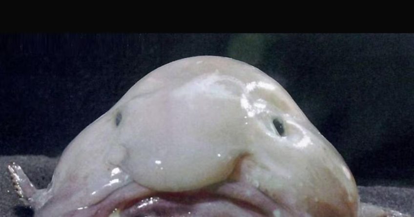 El Pez Borrón Un Fenómeno Viral y un Tesoro de la Naturaleza