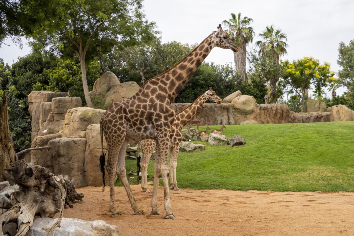 Muere la jirafa macho de BIOPARC Valencia