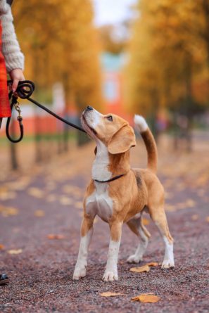 fuentes para perros y refugios climáticos en los parques
