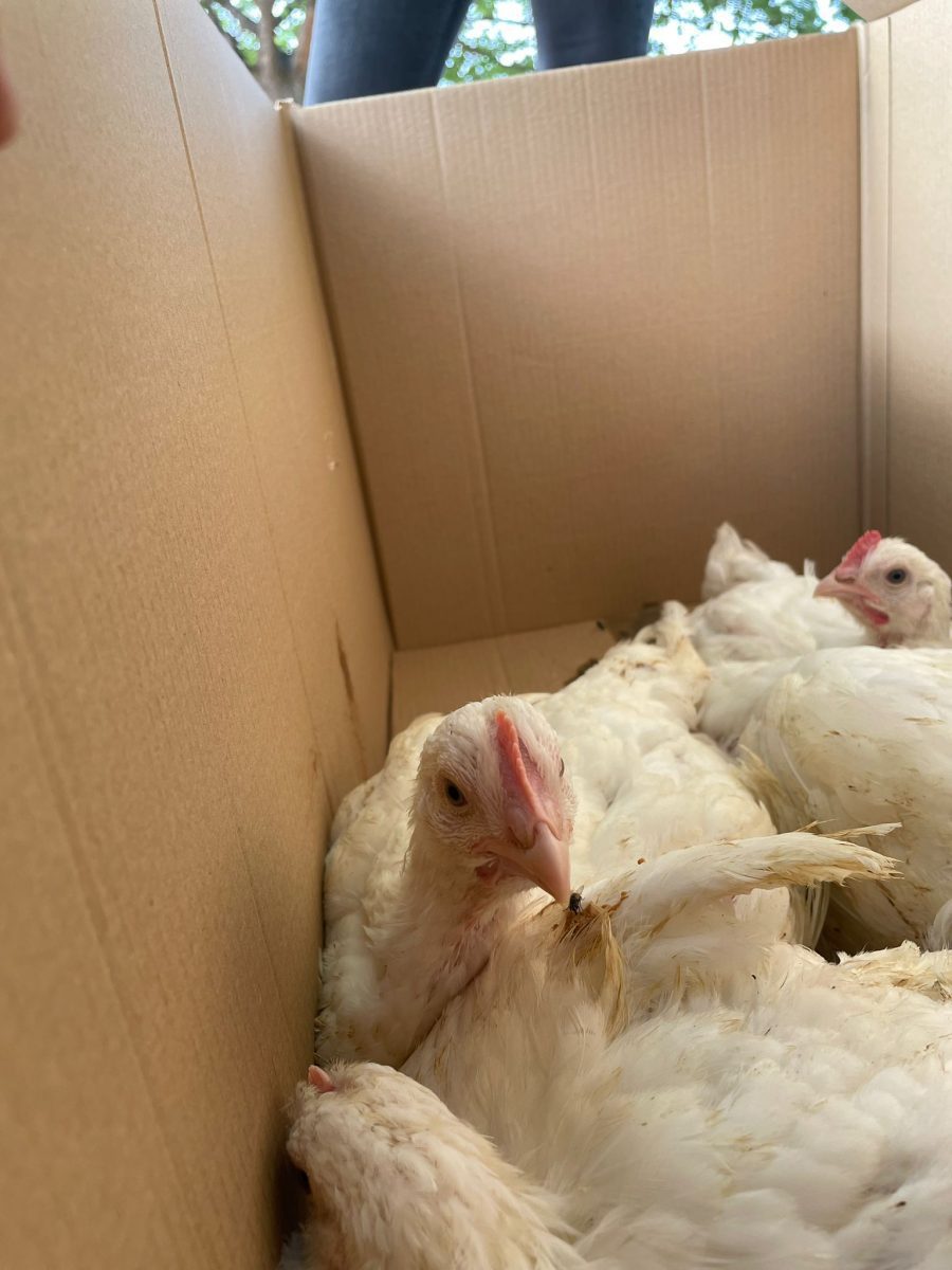 10 pollos se salvan justo antes de entrar al matadero