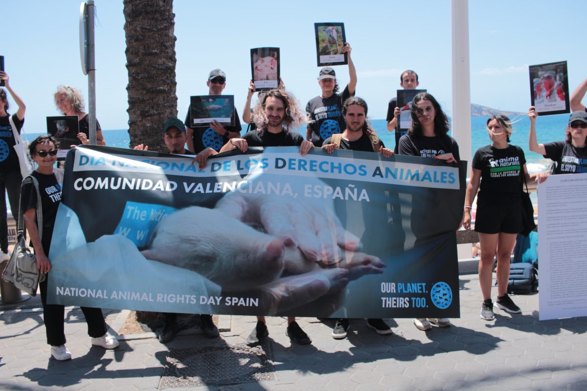 Actos en Benidorm por la liberación animal