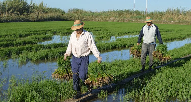 Arrozales de Albufera, un paisaje de calma