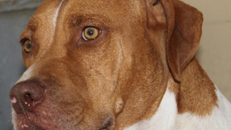 ¿Qué es Peor: Sexo con Animales o Sexo como Animales?