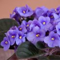 Descubre el encanto de la Violeta Africana: cómo cuidarla para que luzca sus vibrantes flores durante todo el año