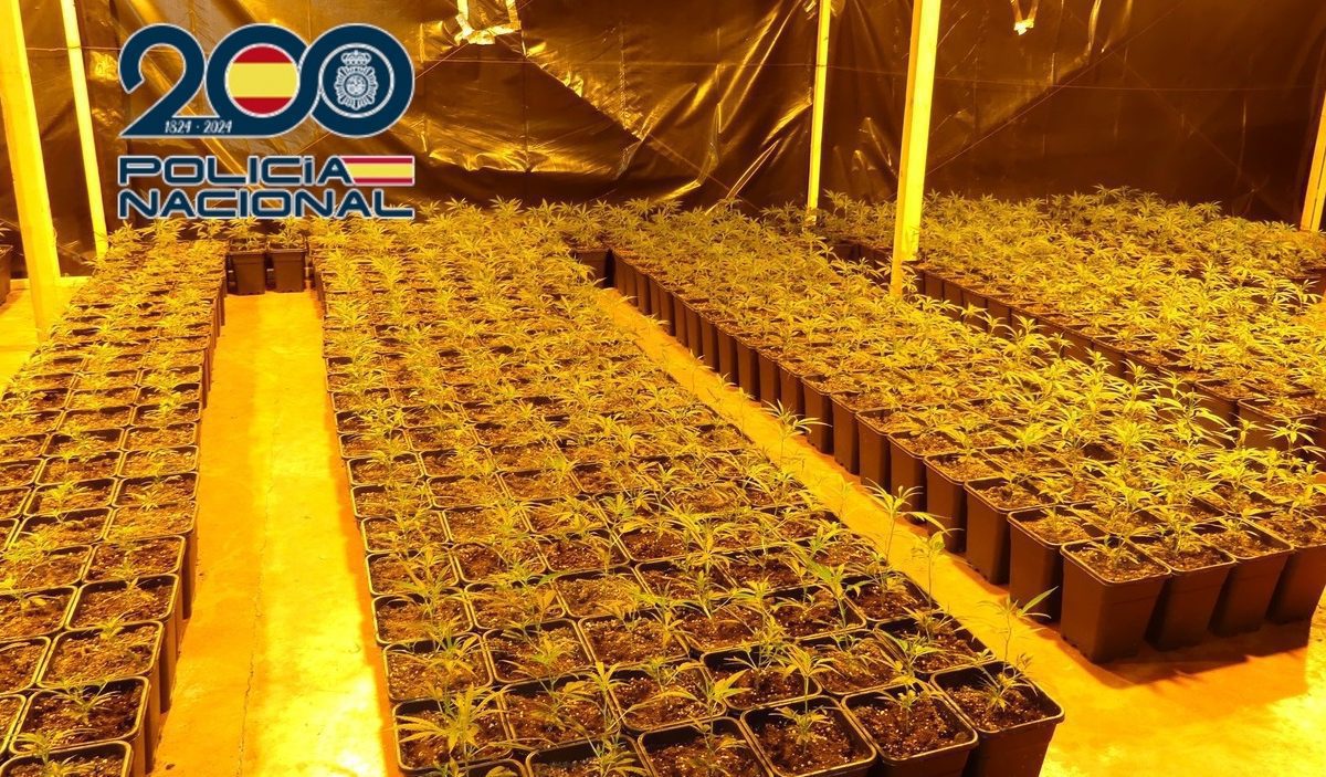 Gran Golpe al Narcotráfico en Alicante: Desmantelada Plantación con Más de 1800 Plantas de Marihuana