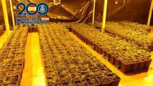 Gran Golpe al Narcotráfico en Alicante: Desmantelada Plantación con Más de 1800 Plantas de Marihuana