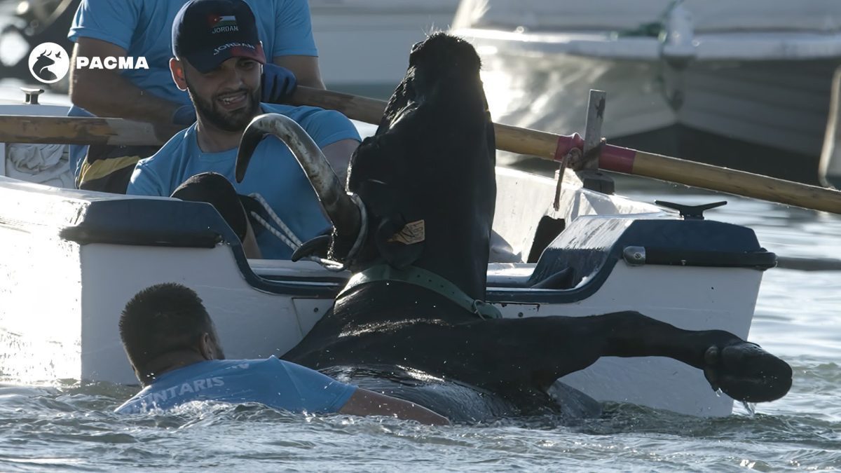 PACMA documenta bochornosas imágenes de maltrato animal en los Bous a la Mar en Denia