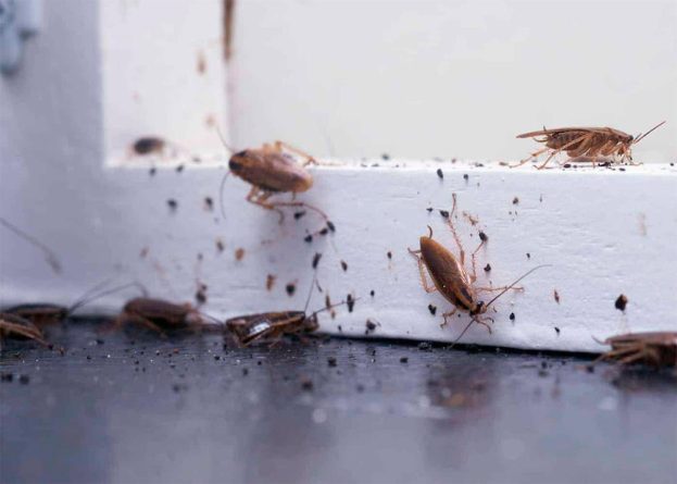 Descubre el misterio de la cucaracha americana